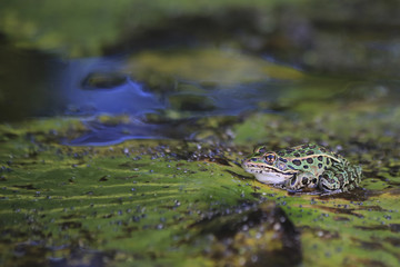 Fototapeta na wymiar Leopard Frog