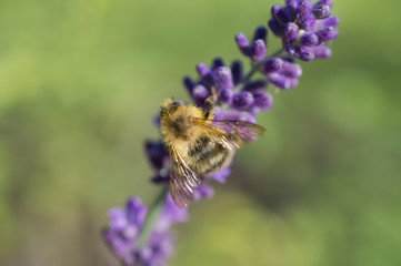 pszczoła na lawendzie