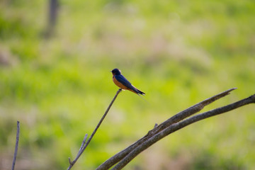 A tree swallow perched on a branch