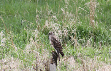 A red tailed hawk perched on a fence post