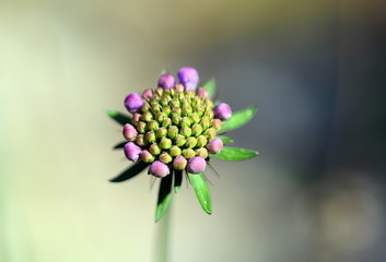 Nahaufnahme einer Wittwenblume © christiane65