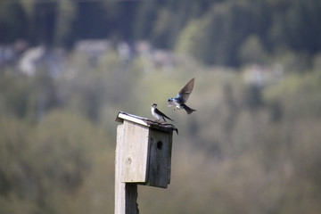Two tree swallows one sitting on a bird house