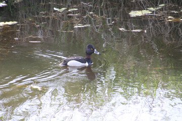 A ring necked duck swimming in a pond