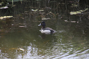 A ring necked duck swimming in a pond