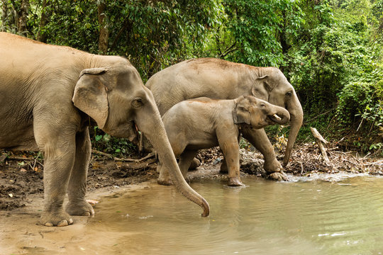 Fototapeta Group of elephants is bathing in a pond between a forest. Chiang Mai province, Thailand.