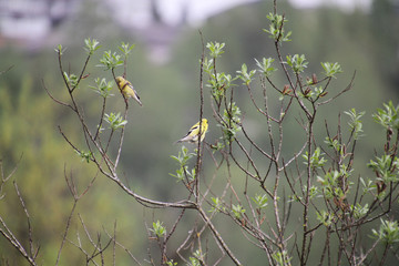 A pair of golden finches perched on branches