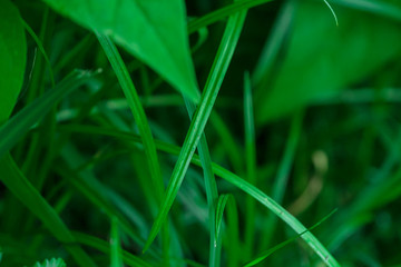 green grass in the garden