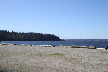 A view of a sandy beach with driftwood bordering the water
