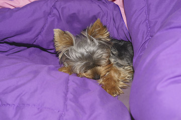 Yorkshire Terrier sleeps on the bed of the owners.