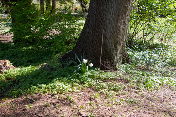 A white daffodil planted at the base of a tree