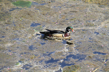 A colorful male wood duck swimming in a stream