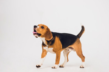 beautiful beagle dog isolated on white. young puppy