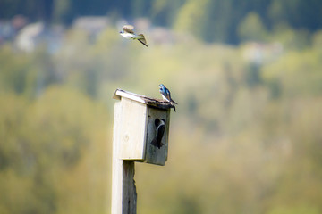 A tree swallow flying around a bird house