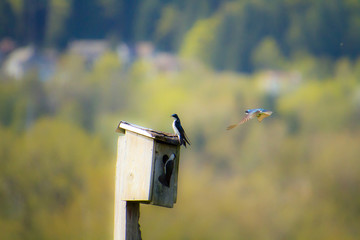 A tree swallow flying around a bird house