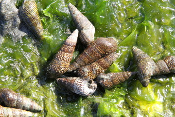 Small brown conical mollusks
