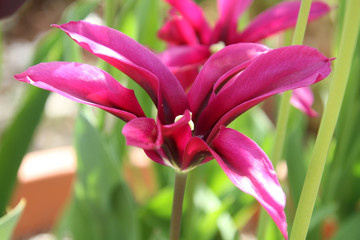 A closeup of a purple flower