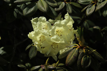 A closeup of a yellow flower