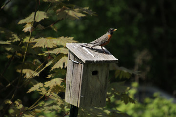 A robin standing on the top of a wooden bird house