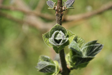 Leaves emerging from a bud