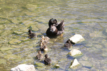 A mother duck with her ducklings