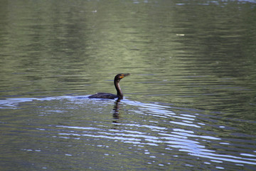 A cormorant swimming in the lake