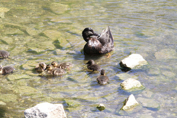 A mother duck with her ducklings