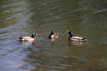 mallard ducks swimming in a lake