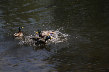 A mallard drake chasing another
