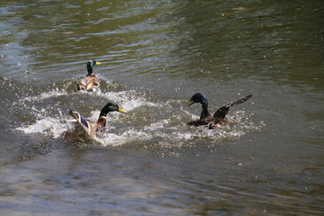 A mallard drake chasing another