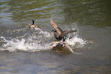 A mallard drake chasing another