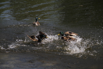 A mallard drake chasing another