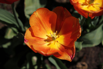 A closeup of an orange flower