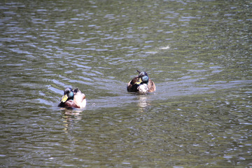 mallard ducks swimming in a lake