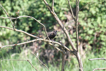 A European starling perched on a branch