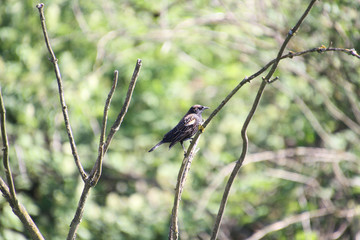 A European starling perched on a branch