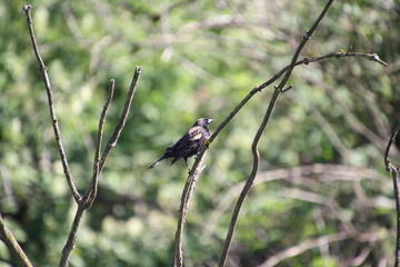 A European starling perched on a branch