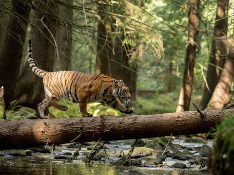 Tiger runs behind the prey. Hunt the prey in tajga in summer time. Tiger in wild summer nature. Action wildlife scene, danger animal.