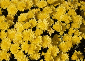Yellow Mums