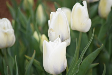 white tulips in the garden