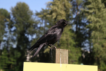 A closeup of a crow
