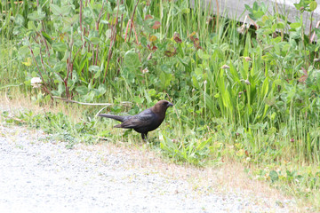 An european starling standing on a gravel path