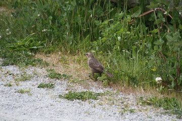 A meadow lark sitting in the grass