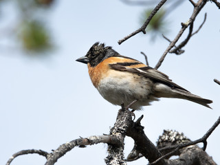 Brambling