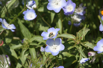 A photo of a sweat bee pollinating the flowers