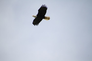 A bald eagle flying in a blue cloudless sky