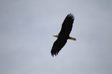 A bald eagle flying in a blue cloudless sky