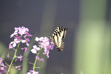 A monarch butterfly sitting on a purple flower