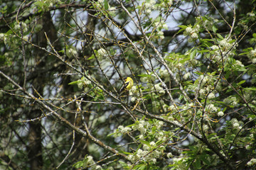 An american goldfinch perched on a branch