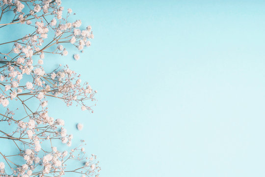 Fototapeta Jasnoniebieskie tło kwiatowy z białymi kwiatami łyszczec i miejsca do projektowania. Oddechowe kwiaty na pastelowym niebieskim pulpicie.