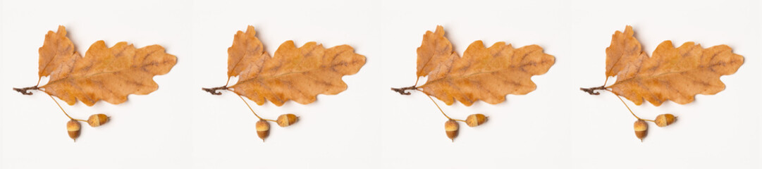 panorama acorns of an oak and  leaf on a white background